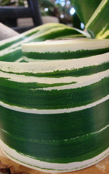 Variegated Aspidistra Leaf 4 Ribbon Green & Cream 50 Yards