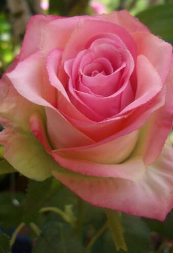 Dark Pink Rose Bouquet with Pink Glitter 12-Stem