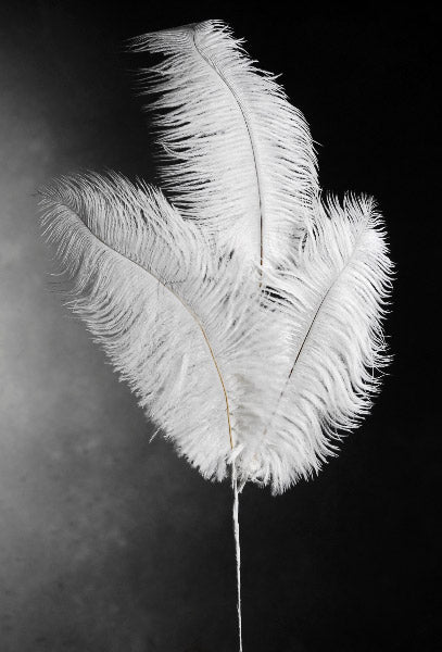 Black Ostrich Feather Centerpiece for -  Canada  Ostrich feather  centerpieces, Feather centerpieces, Feather decor